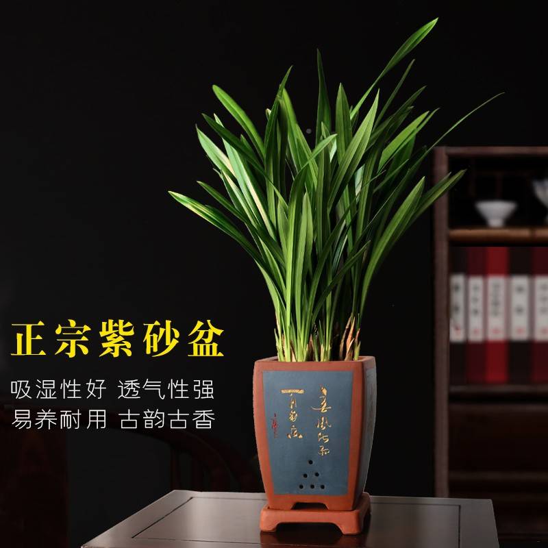 黑花兰盆植兰企养砂物盆兰季室内34017四栽好客厅紫办公室墨名贵