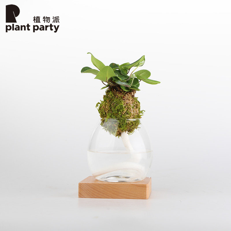 创意心愿蕨苔藓球水培绿植玻璃瓶净化空气小盆栽会发光