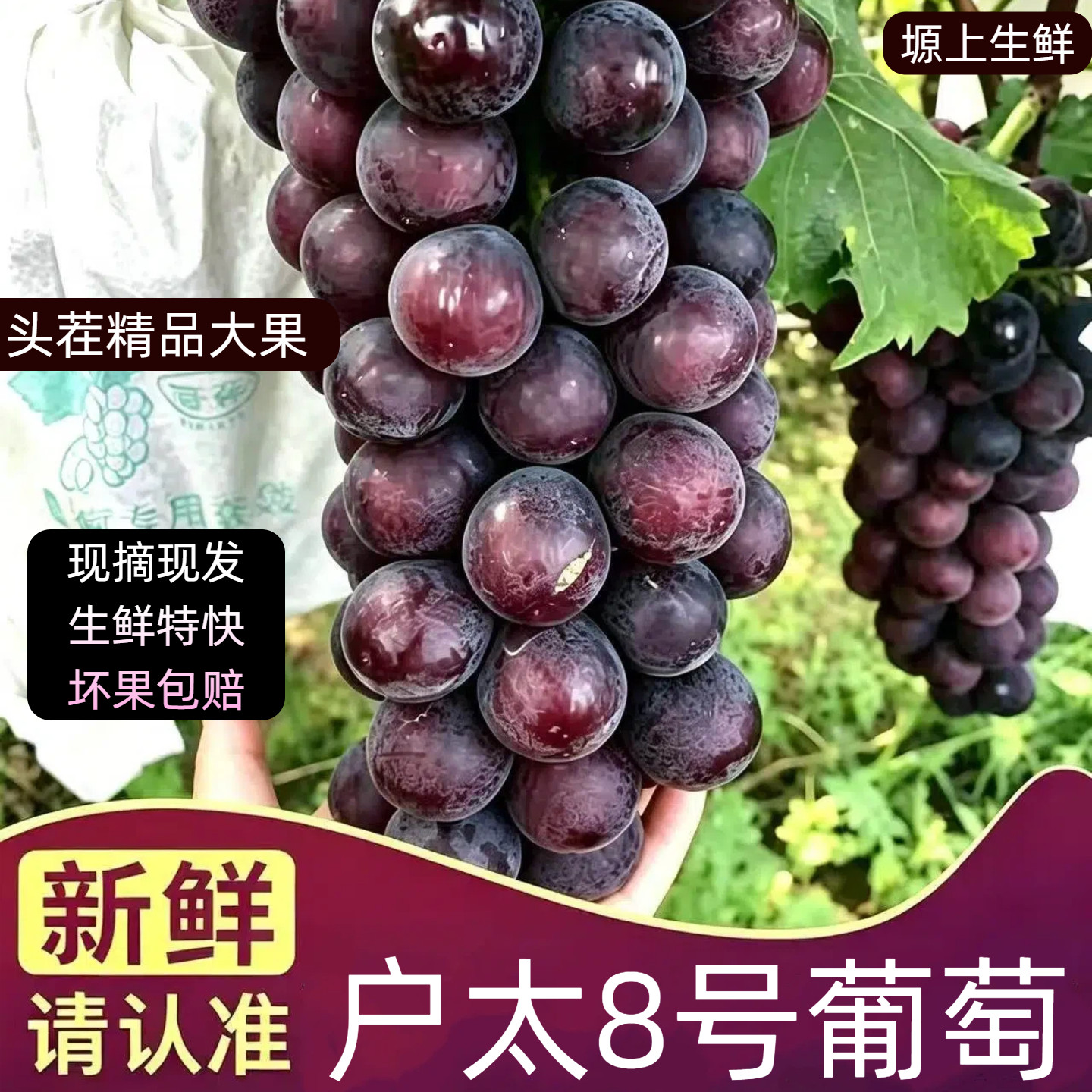 京东空运户县户太8号葡萄