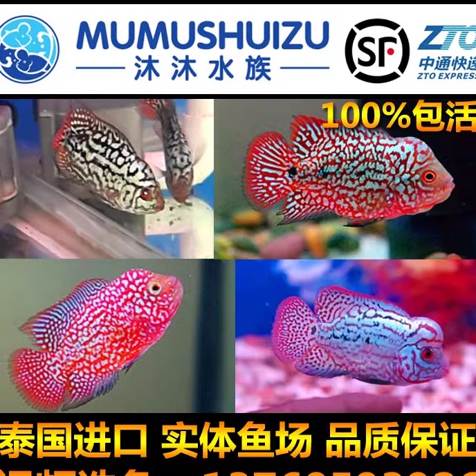 泰国进口拉线红底重金属罗汉鱼