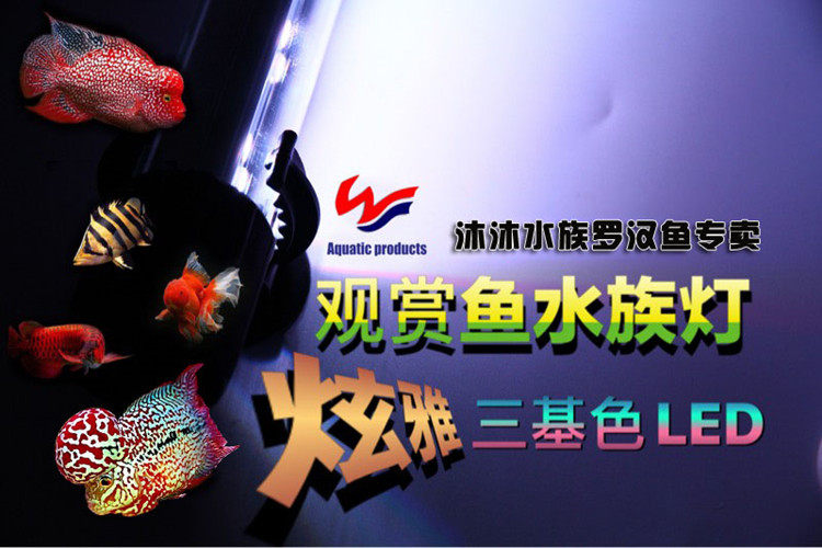 炫雅鸿运泰金泰国罗汉鱼LED灯照明器材