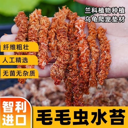 智利进口毛毛虫水苔蝴蝶兰专用土干苔藓兰花营养植料乌龟冬眠垫材