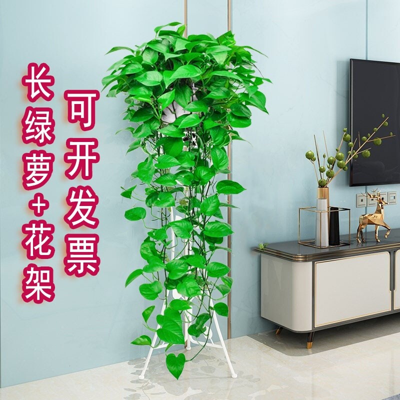 长藤绿萝室内盆栽壁挂绿植垂吊兰空调悬挂爬藤植物水培绿箩大叶