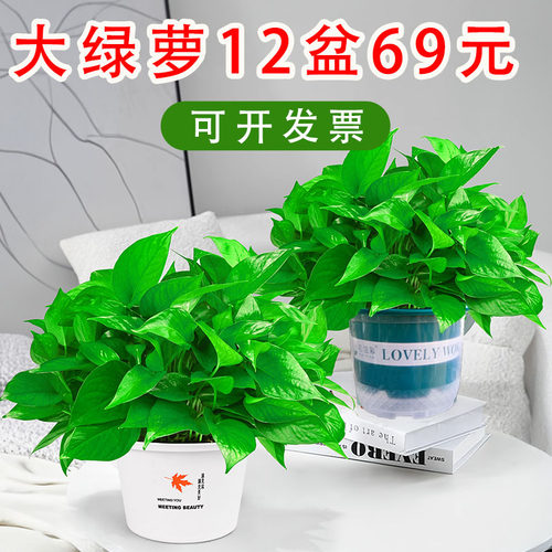 绿萝盆栽室内新房除甲醛好养活