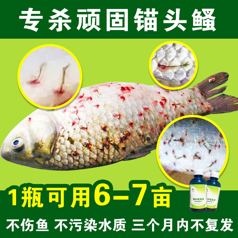 润水锚头鳋虫清杀手水产养殖益生菌蜂房芽孢杆菌专杀猫头蚤中华鰠