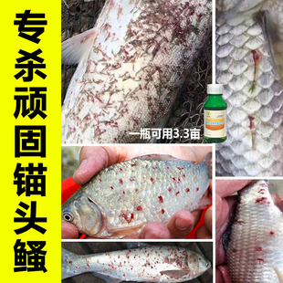 锚头鳋克星专杀猫头鳋杀手叮虫速净针虫灭杀虫剂治红点鱼用益生菌