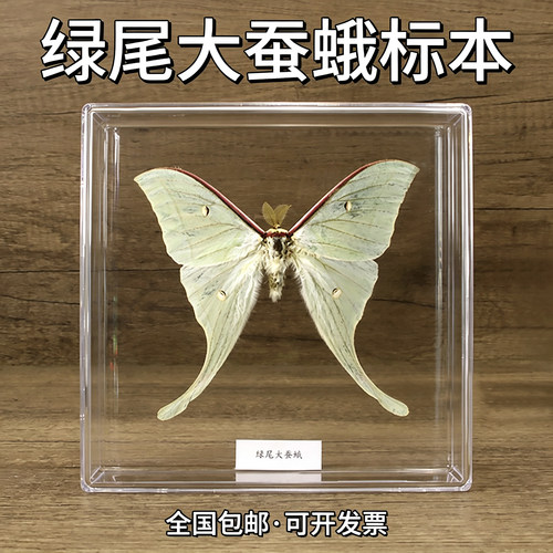 真绿尾大蚕蛾已展翅标本摆件饰品