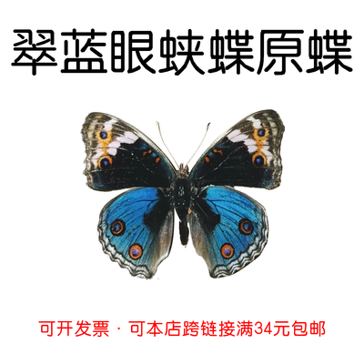 未展翅原蝶翠蓝眼蛱蝶DIY材料