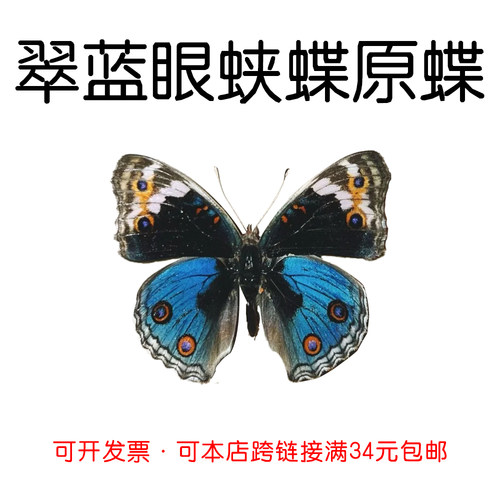 未展翅原蝶翠蓝眼蛱蝶DIY材料