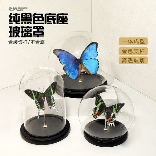 蝴蝶标本玻璃罩纯黑底座装饰杆