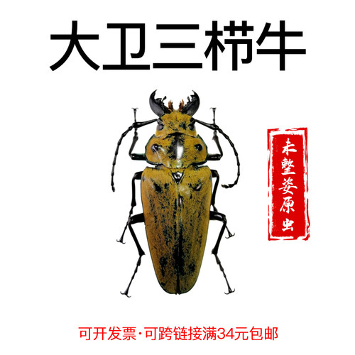 未整姿昆虫大卫三栉牛DIY材料