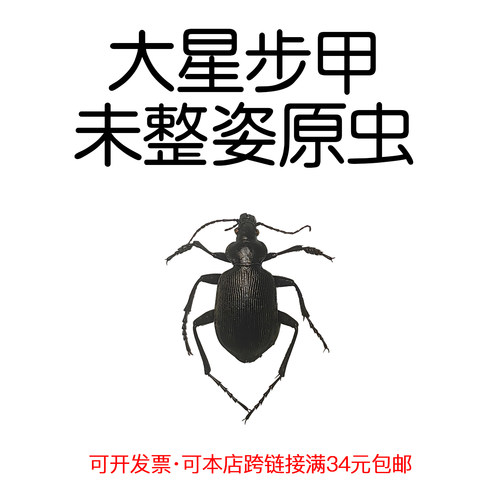 未整姿真昆虫大星步甲DIY材料