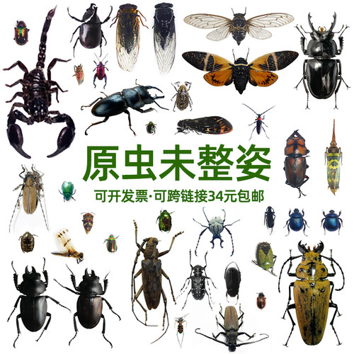 未整姿昆虫蜻蜓湿虫原虫独立包装