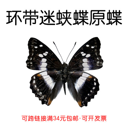 手工DIY环带迷蛱蝶真蝴蝶原蝶
