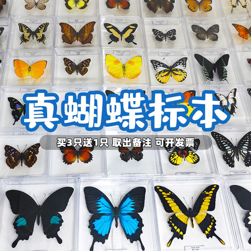 真蝴蝶标本展翅摆件装饰品可收藏