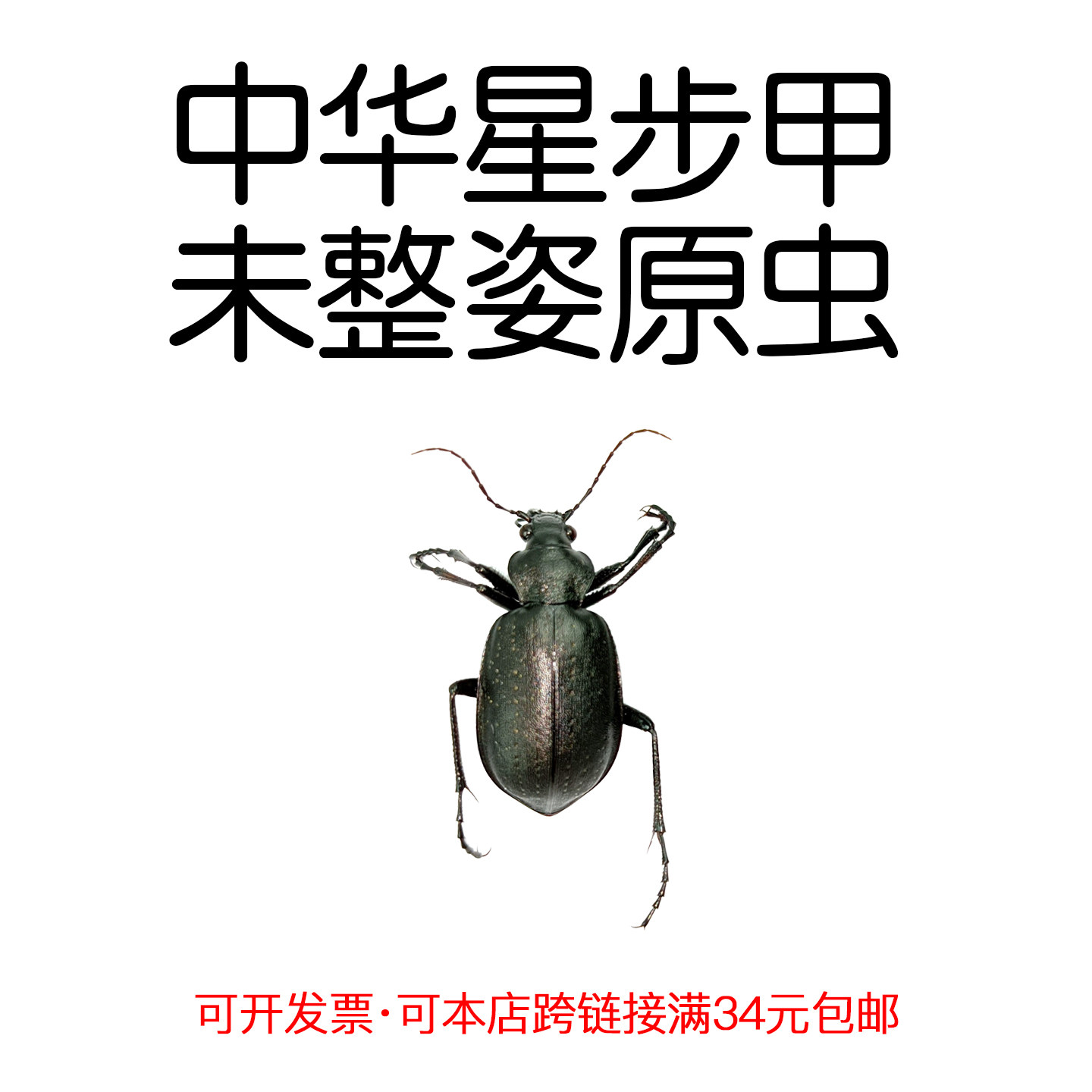 真昆虫未整姿中华星步甲标本原虫湿虫科普自然微距手工DIY材料