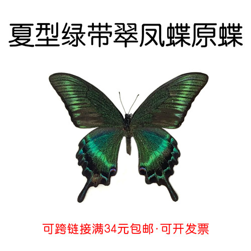 未展翅原蝶夏型绿带翠凤蝶材料