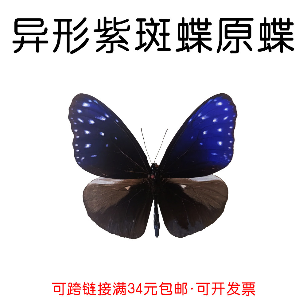 真蝴蝶原蝶异形紫斑蝶未展翅蝴蝶标本制作手工diy材料A1/A1-品质,玩具/童车/益智/积木/模型,科学实验,淘宝优惠券,粉丝福利购,淘宝优惠卷