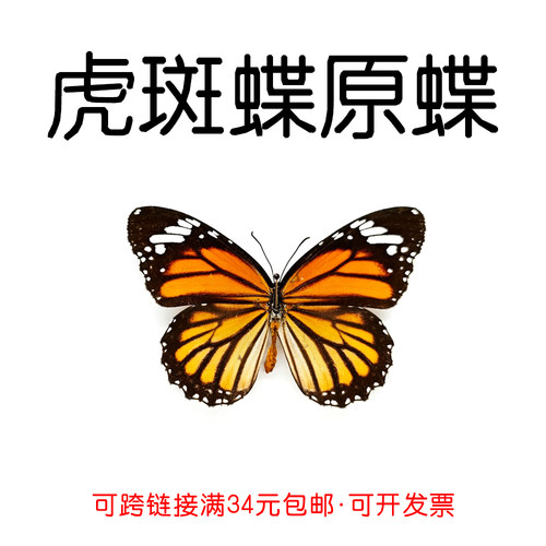 手工DIY虎斑蝶真蝴蝶原蝶标本