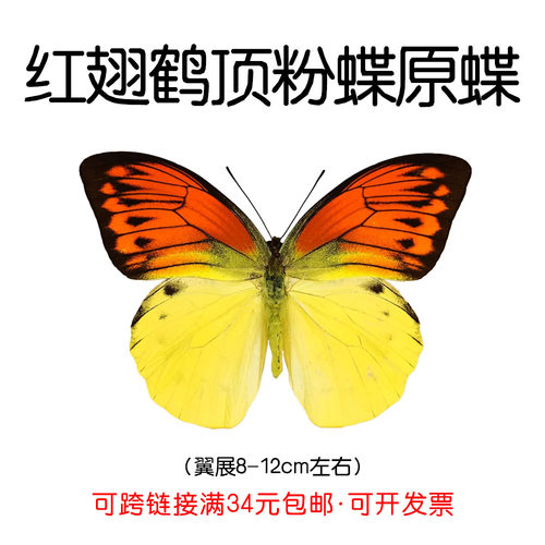 未展翅原蝶红翅鹤顶粉蝶DIY材料