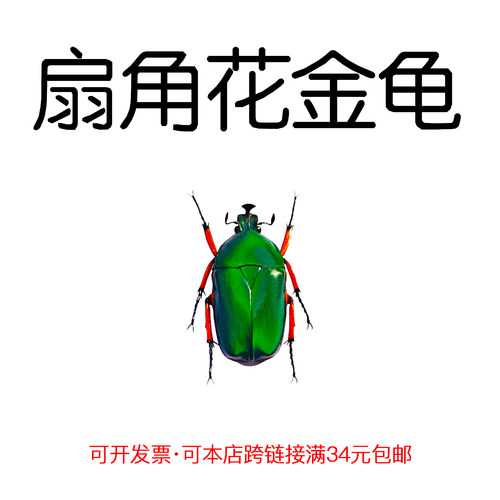 未整姿真昆虫扇角花金龟DIY材料