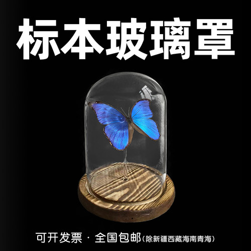 玻璃罩带支杆蝴蝶标本diy造景