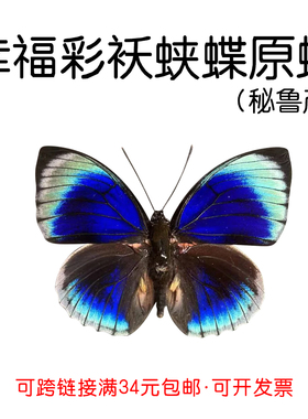 进口秘鲁未展翅原蝶幸福彩袄蛱蝶Agrias Beata三角袋包装A1A-品质
