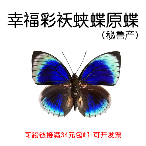 未展翅原蝶幸福彩袄蛱蝶进口蝴蝶