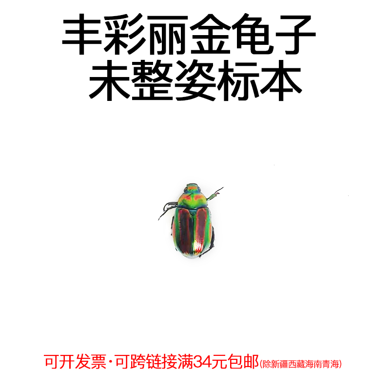 未整姿昆虫丰彩丽金龟子DIY材料