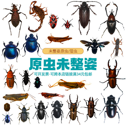 未整姿昆虫蜻蜓湿虫原虫独立包装