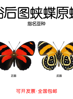 未展翅裕后图蛱蝶Callicore cynosura标本原蝶制作材料三角袋包装