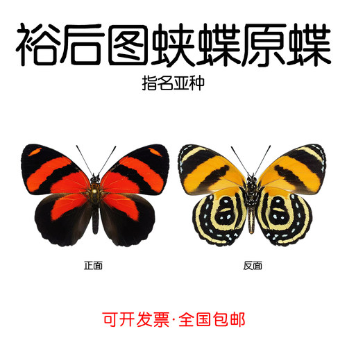 未展翅裕后图蛱蝶标本原蝶材料