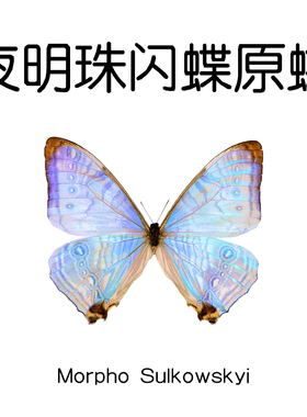 夜明珠闪蝶 Morpho Sulkowskyi 未展翅标本原蝶制作手工材料A1/A-
