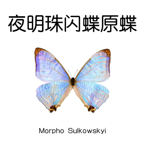 未展翅原蝶夜明珠闪蝶真蝴蝶原蝶