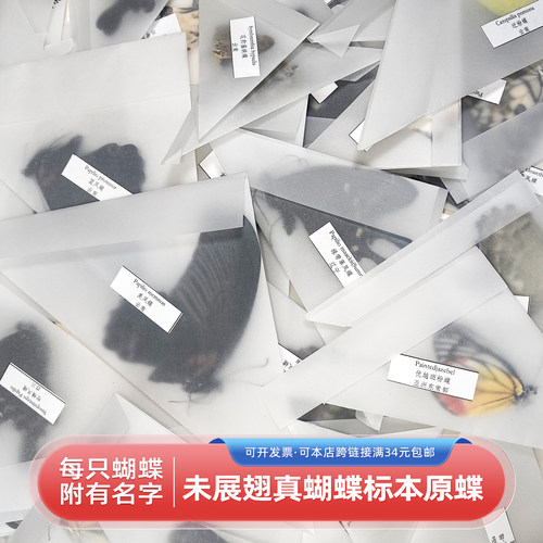 真蝴蝶未展翅原蝶手工diy材料
