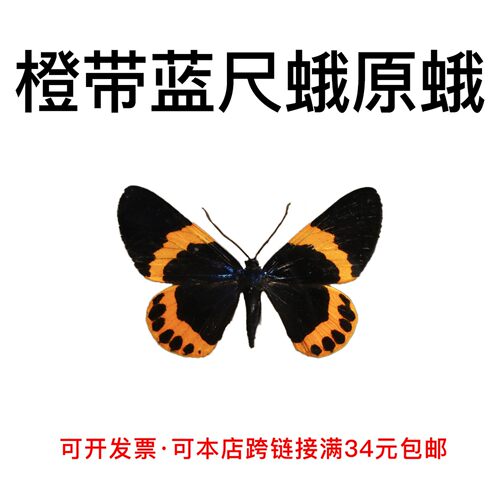 橙带蓝尺蛾未展翅原蛾手工材料