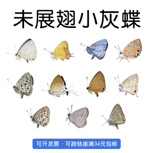 真灰蝶标本未展翅原蝶多品种选择