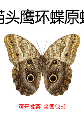 未展翅猫头鹰环蝶Caligo eurilochus标本原蝶制作手工材料A1/A-