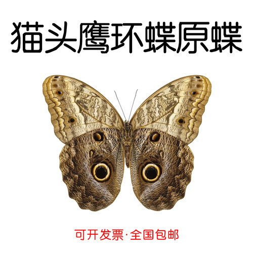 未展翅猫头鹰环蝶标本原蝶材料
