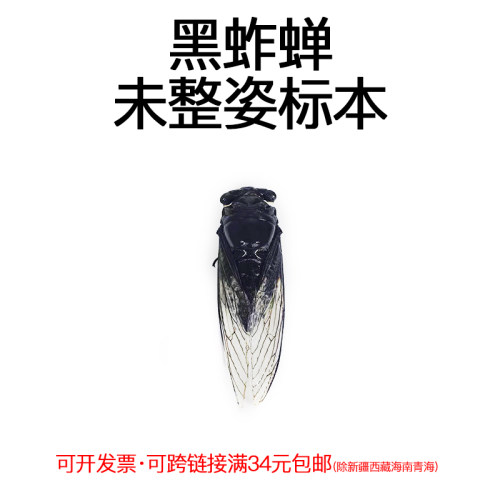 未整姿昆虫黑蚱蝉DIY材料