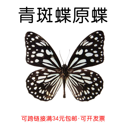 手工DIY青斑蝶真蝴蝶原蝶未展翅