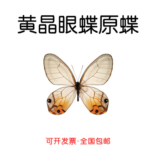 未展翅原蝶黄晶眼蝶DIY材料