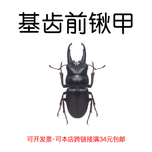 未整姿昆虫基齿前锹甲DIY材料