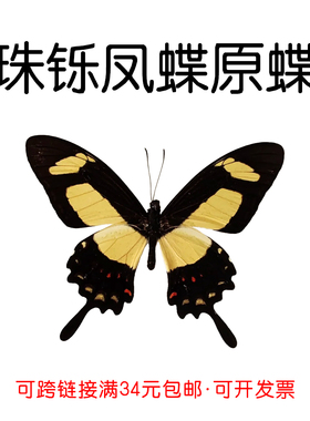 进口秘鲁未展翅原蝶珠铄凤蝶Papilio Torquatus三角袋A1/A-标本