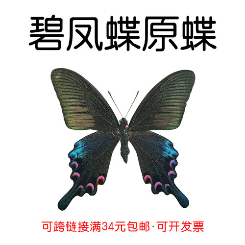 手工DIY碧凤蝶真蝴蝶原蝶