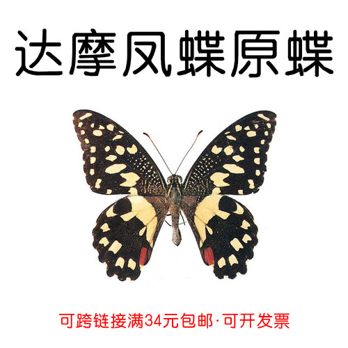 达摩凤蝶未展翅原蝶蝴蝶标本