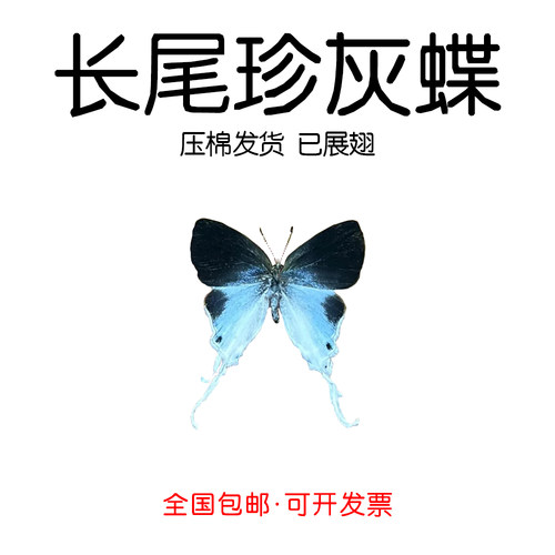 真灰蝶标本已展翅长尾珍灰蝶标本