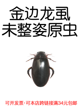 未整姿真昆虫金边龙虱DIY材料