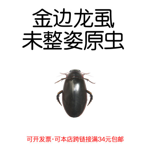 未整姿真昆虫金边龙虱DIY材料