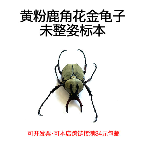 未整姿原虫黄粉鹿角花金龟